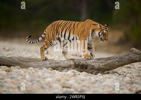 Tigre - tigresse Paarwali, parc national de Corbett, février 2024. Banque D'Images