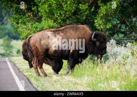 Buffalo (bison d'Amérique) au parc national Theodore Roosevelt dans le Dakota du Nord, États-Unis. Près de Medora, Dakota du Nord. Banque D'Images