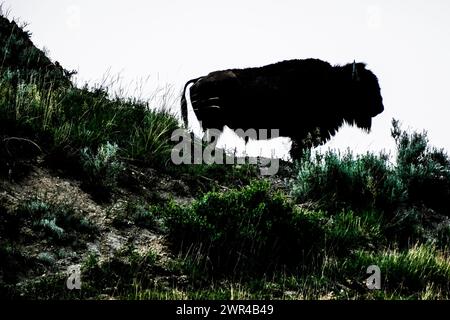 Buffalo silhouetté (bison américain) au parc national Theodore Roosevelt dans le Dakota du Nord, États-Unis. Près de Medora, Dakota du Nord. Banque D'Images