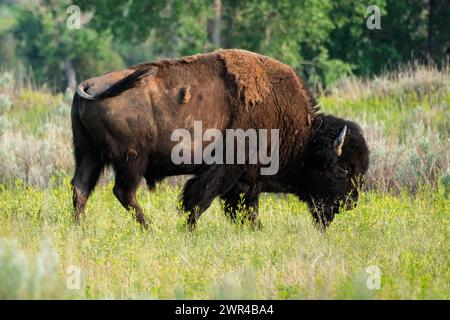 Buffalo (bison d'Amérique) au parc national Theodore Roosevelt dans le Dakota du Nord, États-Unis. Près de Medora, Dakota du Nord. Banque D'Images