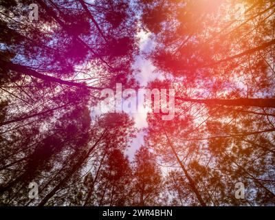 Scenic de dessous vue sur les arbres de la forêt sur ciel coloré d'été, beau fond tropical. Voyage et saison concept de vacances d'été. Banque D'Images