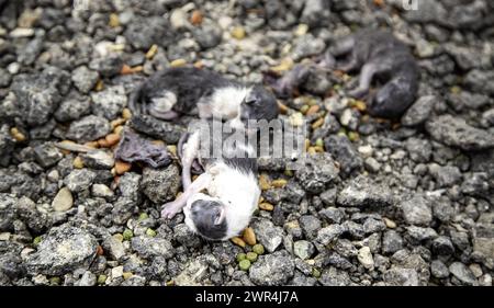 Détail de petits chats nouveau-nés abandonnés dans la rue Banque D'Images