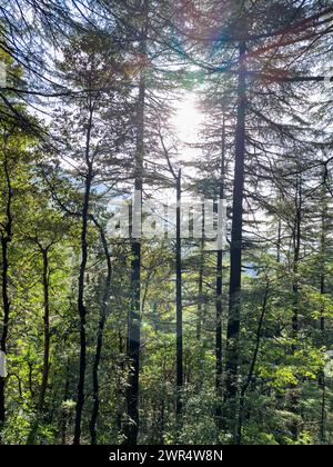 Une vue panoramique de la lumière du soleil filtrant à travers une forêt dense de grands arbres Banque D'Images