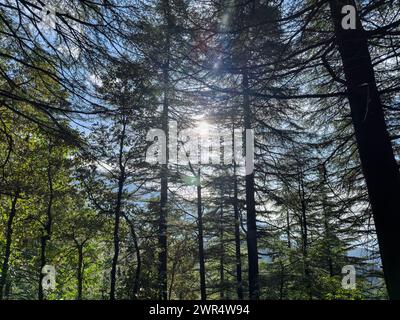 Une vue panoramique de la lumière du soleil filtrant à travers une forêt dense de grands arbres Banque D'Images