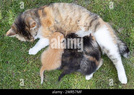 street motley chat se trouve sur l'herbe et allaite ses 3 petits chatons. Mère attentionnée - chat, tendresse, soins, instincts Banque D'Images