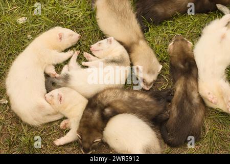 Bébés furet dormant pendant la journée dans le jardin de la maison arrière Banque D'Images