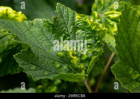 Feuille de groseille infectée par des ravageurs - puceron gallique Capitophorus ribis, Aphidoidea. Les pucerons absorbent la sève de la plante, les feuilles se déforment, rouges Banque D'Images