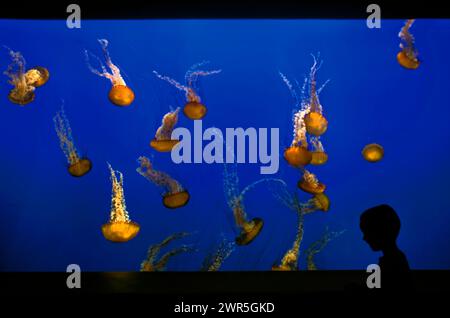 États-Unis : Californie : Monterey : Monterey Bay Aquarium : un garçon regardant les orties de mer dans l'exposition Outer Bay. Banque D'Images