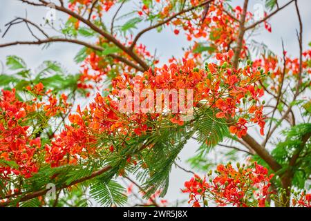 Fleur royale de poinciana fleurissant sur la branche d'arbre Banque D'Images
