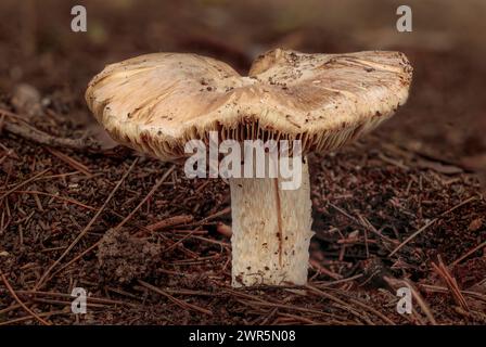 Feuille de fibrecap fendue unique, Pseudosperma rimosum, poussant dans la litière de feuilles d'un pin d'Alep Pinus halepensis bois. Buskett, Malte, Meditteranean, Europe Banque D'Images