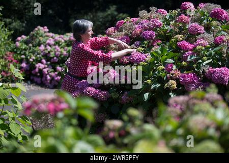 20/06/16 nichée dans un jardin clos caché d'un parc public du centre-ville, la plus grande collection d'hortensia du Royaume-Uni présente sa meilleure veille d'exposition Banque D'Images