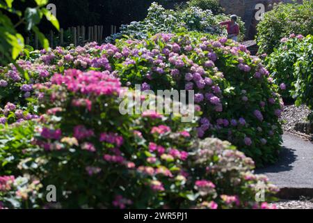 20/06/16 nichée dans un jardin clos caché d'un parc public du centre-ville, la plus grande collection d'hortensia du Royaume-Uni présente sa meilleure veille d'exposition Banque D'Images