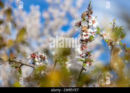 Fleurs d'amandiers avec des fruits à Majorque, Majorque, Îles Baléares, Espagne, Europe Banque D'Images