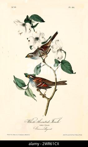 Ancienne illustration gravée de finlandais à gorge blanche (Zonotrichia albicollis). Créé par J.J. Audubon : Birds of America, Philadelphie, 1840. Banque D'Images