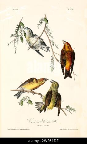 Illustration ancienne gravée du bec-croisé commun (Loxia curvirostra). Créé par J.J. Audubon : Birds of America, Philadelphie, 1840. Banque D'Images