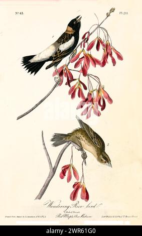 Élément vintage décoratif avec des oiseaux noirs et blancs contrastés parmi les graines d'érable rouges tendres, isolé sur fond clair. Par J.J. Audubon 1840 Banque D'Images