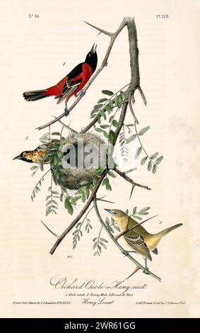 Ancienne illustration gravée d'oriole de verger ou nid de penderie (icterus spurius). Par J.J. Audubon : Birds of America, Philadelphie, 1840. Banque D'Images