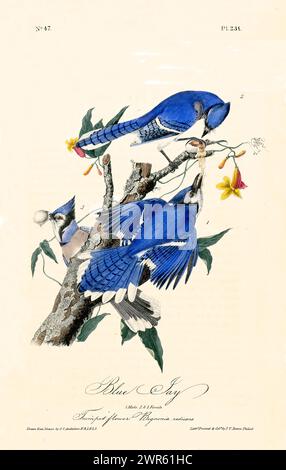 Ancienne illustration gravée de Blue jay (Cyanocitta cristata). Par J.J. Audubon : Birds of America, Philadelphie, 1840. Banque D'Images