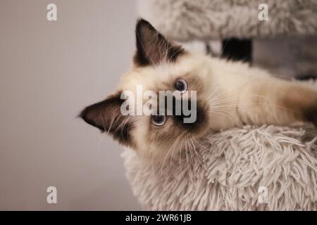 Un chaton Ragdoll aux yeux bleus captivants se prélassant luxueusement sur une surface en peluche. Banque D'Images
