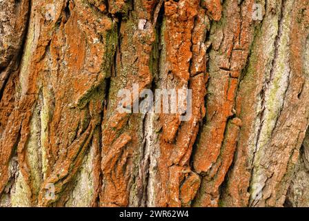 Peuplier, écorce de Populus, texture de bois coloré, gros plan. Vieux grand coffre. Fond abstrait naturel Banque D'Images