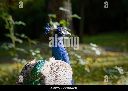 Une vue arrière d'un paon marchant dans le parc. Banque D'Images