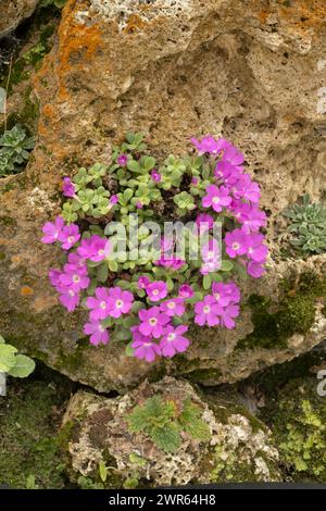 Primrose d'Allioni : Primula allionii Banque D'Images