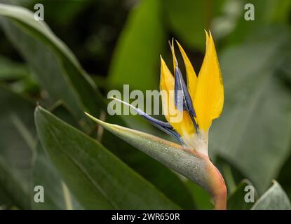 Fleur d'oiseau de paradis : Strelitzia reginae 'Kirstenbosch Gold' Banque D'Images