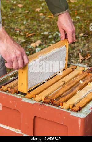 Apiculteur soulevant des cadres d'une ruche pour vérifier la présence de nid d'abeilles Banque D'Images