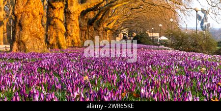 Un tapis massif de crocus colorés fleurissant dans une rangée de platanes dans la belle lumière du matin Banque D'Images