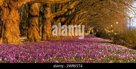 Un tapis massif de crocus colorés fleurissant dans une rangée de platanes dans la belle lumière du matin Banque D'Images