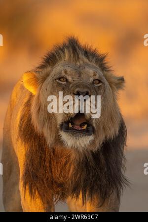 Portrait frontal d'un lion mâle adulte à manteau noir (Panthera leo) rugissant à l'aube Banque D'Images