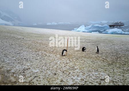 ©PHOTOPQR/VOIX DU NORD/PIERRE ROUANET ; 27/02/2024 ; ANTARCTIQUE, LE 27/02/2024. Croisiere dite d'expédition vers le continent blanc, la Peninsula Antarctique (continent austral, pole sud, Antarctica, South pole, glace, banquise, iceberg), au dela du cercle polaire, par l'operateur touristique francais Exploris (membre de l'IAATO tourisme responsable). Deuxieme jour sur la péninsule antarctique. Port Charcot, ile Booth, Terre de Graham. Manchots papou. PHOTO PIERRE ROUANET LA VOIX DU NORD - EXPÉDITION EXPLORIS DANS LA PÉNINSULE ANTARTICA Banque D'Images