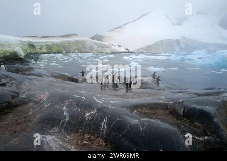 ©PHOTOPQR/VOIX DU NORD/PIERRE ROUANET ; 27/02/2024 ; ANTARCTIQUE, LE 27/02/2024. Croisiere dite d'expédition vers le continent blanc, la Peninsula Antarctique (continent austral, pole sud, Antarctica, South pole, glace, banquise, iceberg), au dela du cercle polaire, par l'operateur touristique francais Exploris (membre de l'IAATO tourisme responsable). Deuxieme jour sur la péninsule antarctique. Port Charcot, ile Booth, Terre de Graham. Manchots papou. PHOTO PIERRE ROUANET LA VOIX DU NORD - EXPÉDITION EXPLORIS DANS LA PÉNINSULE ANTARTICA Banque D'Images