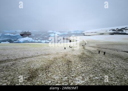 ©PHOTOPQR/VOIX DU NORD/PIERRE ROUANET ; 27/02/2024 ; ANTARCTIQUE, LE 27/02/2024. Croisiere dite d'expédition vers le continent blanc, la Peninsula Antarctique (continent austral, pole sud, Antarctica, South pole, glace, banquise, iceberg), au dela du cercle polaire, par l'operateur touristique francais Exploris (membre de l'IAATO tourisme responsable). Deuxieme jour sur la péninsule antarctique. Port Charcot, ile Booth, Terre de Graham. Manchots papou. PHOTO PIERRE ROUANET LA VOIX DU NORD - EXPÉDITION EXPLORIS DANS LA PÉNINSULE ANTARTICA Banque D'Images