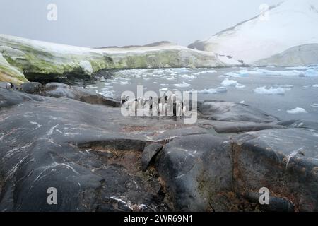 ©PHOTOPQR/VOIX DU NORD/PIERRE ROUANET ; 27/02/2024 ; ANTARCTIQUE, LE 27/02/2024. Croisiere dite d'expédition vers le continent blanc, la Peninsula Antarctique (continent austral, pole sud, Antarctica, South pole, glace, banquise, iceberg), au dela du cercle polaire, par l'operateur touristique francais Exploris (membre de l'IAATO tourisme responsable). Deuxieme jour sur la péninsule antarctique. Port Charcot, ile Booth, Terre de Graham. Manchots papou. PHOTO PIERRE ROUANET LA VOIX DU NORD - EXPÉDITION EXPLORIS DANS LA PÉNINSULE ANTARTICA Banque D'Images