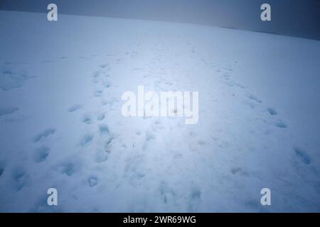 ©PHOTOPQR/VOIX DU NORD/PIERRE ROUANET ; 27/02/2024 ; ANTARCTIQUE, LE 27/02/2024. Croisiere dite d'expédition vers le continent blanc, la Peninsula Antarctique (continent austral, pole sud, Antarctica, South pole, glace, banquise, iceberg), au dela du cercle polaire, par l'operateur touristique francais Exploris (membre de l'IAATO tourisme responsable). Deuxieme jour sur la péninsule antarctique. Port Charcot, ile Booth, Terre de Graham. PHOTO PIERRE ROUANET LA VOIX DU NORD - EXPÉDITION EXPLORIS DANS LA PÉNINSULE ANTARTICA Banque D'Images