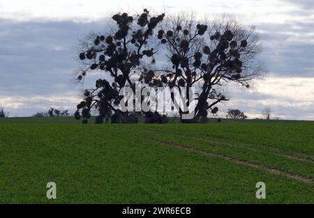 Mistelbefall Altbäume Aix-la-Chapelle, 09.2024, Altbäume mit starkem Mistelbefall zwischen Laurensberg und Orsbach. Aix-la-Chapelle Laurensberg NRW Deutschland *** infestation par le gui de vieux arbres Aix-la-Chapelle, 09 03 2024 vieilles arbres avec une infestation lourde de gui entre Laurensberg et Orsbach Aix-la-Chapelle Laurensberg NRW Allemagne Banque D'Images