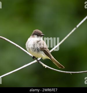 Un minuscule Phoebe oriental (Sayornis phoebe) perché sur une branche d'arbre Banque D'Images