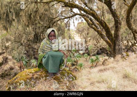 Montagnes du Simien, l'ÉTHIOPIE, avril 25,2019, petite bergère éthiopienne fille voilée dans une couverture dans le froid matin. Montagnes du Simien, l'Éthiopie, le 25 avril. Banque D'Images