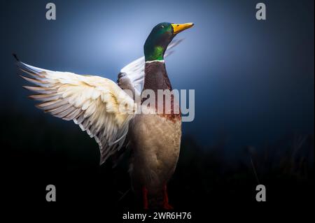 Beau canard déploie ses merveilleuses ailes blanches. Fond bleu foncé avec un peu de flou de mouvements Banque D'Images