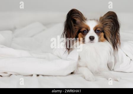 Petit chien papillon mignon sur le lit sous une couverture blanche avec copyspace Banque D'Images