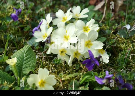 Primevère fleurie avec des violettes au printemps Banque D'Images