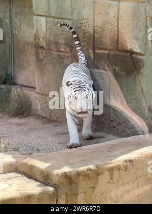 Un tigre blanc sur le coin de l'enceinte avec des murs de pierre Banque D'Images