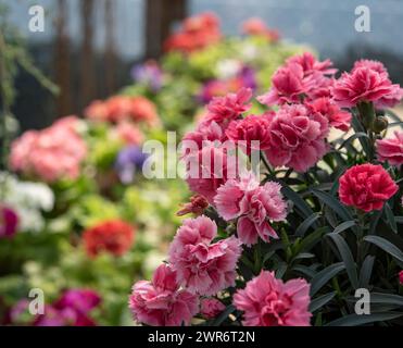 Dianthus gratianopolitanus, communément appelé rose Cheddar ou rose girofle Banque D'Images