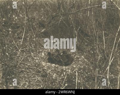 Nid avec canards, jeunes canards colverts dans le nid dans les dunes de Zandvoort (titre sur objet), Richard Tepe, pays-Bas, 1900 - 1930, support photographique, hauteur 166 mm × largeur 224 mm, photographie Banque D'Images