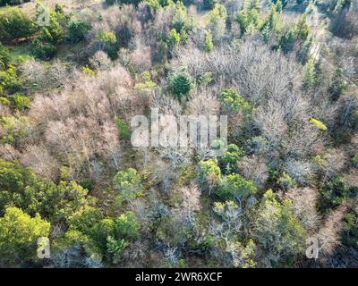 Forêt de plantation altérée dans le nord-ouest du Danemark Banque D'Images