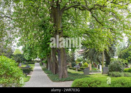 Halballee mit blühenden Weißen Rosskastanien Aesculus hippocastanum auf dem Trinitatisfriedhof in Riesa, Saxe,, Deutschland *** Half avenue with fl Banque D'Images