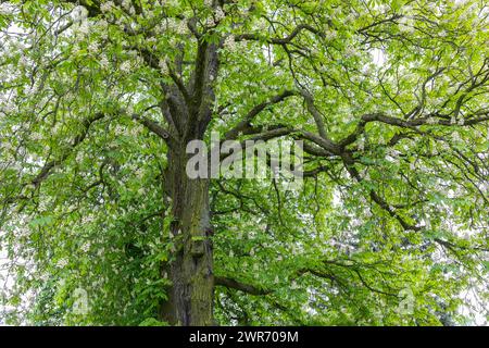 Baumkrone einer Weißen Rosskastanie Aesculus hippocastanum in Blüte, Saxe, Deutschland *** Couronne de châtaignier blanc Aesculus hippocastanum i Banque D'Images
