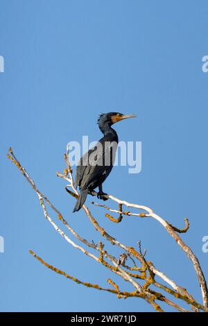 Un cormoran est assis sur une branche sèche près de l'eau d'un étang à poissons dans le bas Austrai Banque D'Images