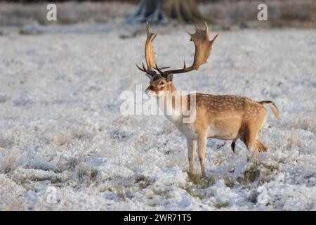 Cerf en jachère brun mâle Stag buck avec de grands bois magnifiques reste dans les prairies enneigées dans l'ouest du Sussex, en Angleterre, en hiver Banque D'Images
